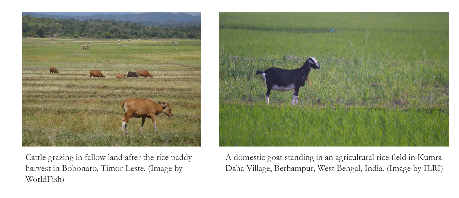 Real-World Reference: Field Herding & Tracking